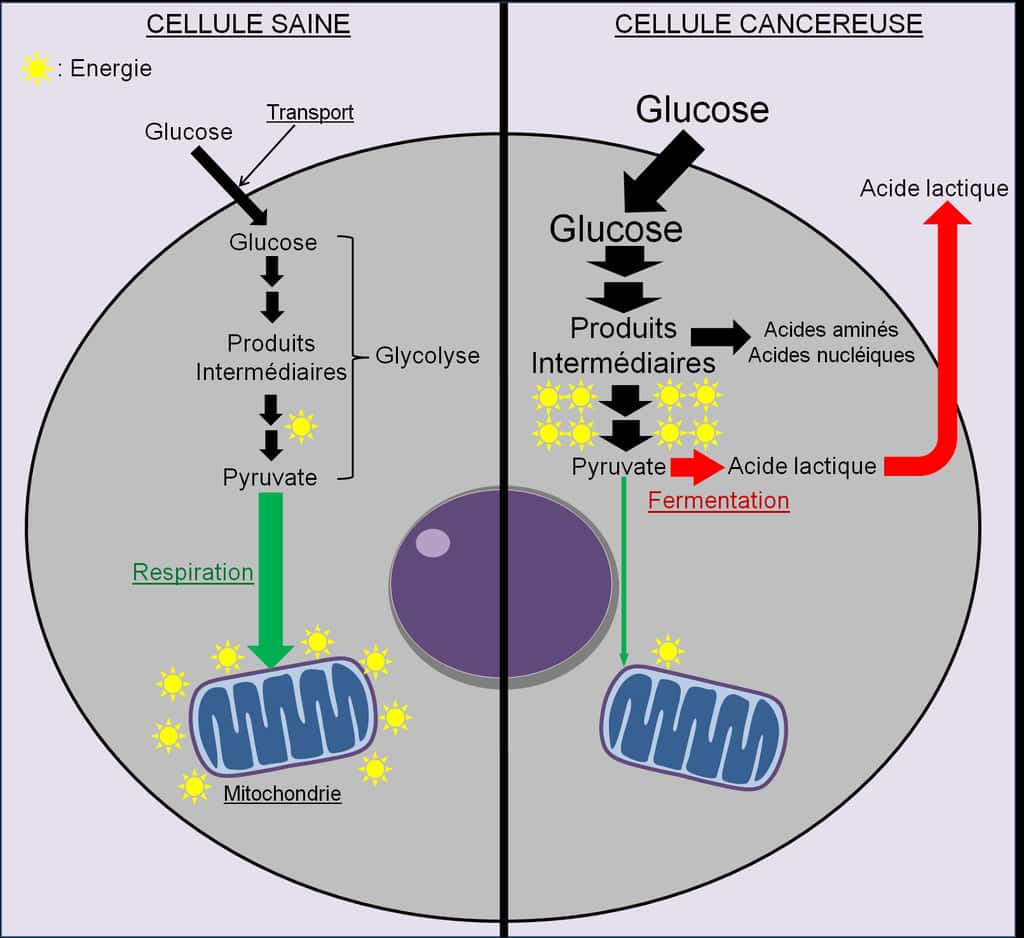 Cycle cellulaire prolifération des cellules cancéreuses Dossier — free download